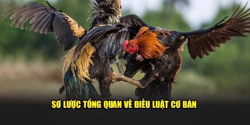 Tìm hiểu thông tin tổng quan về luật đá gà miền Nam