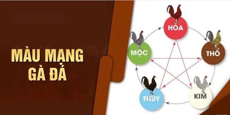 Tìm hiểu đôi nét về màu mạng gà chọi